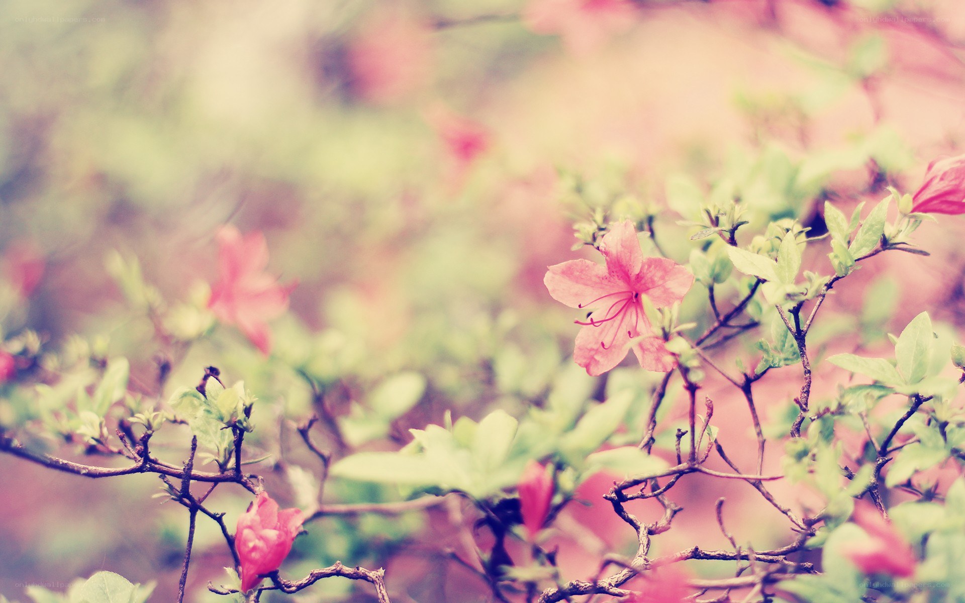 Pink flowers in soft focus