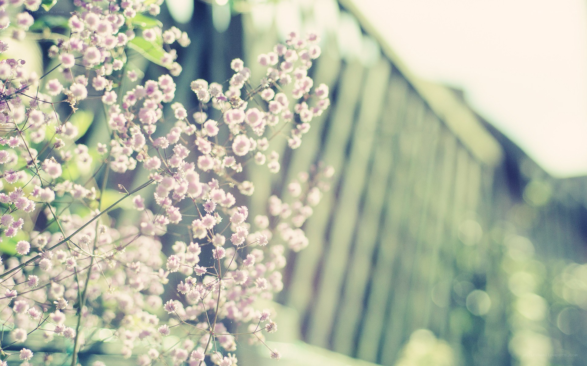 Pink flowers in soft focus