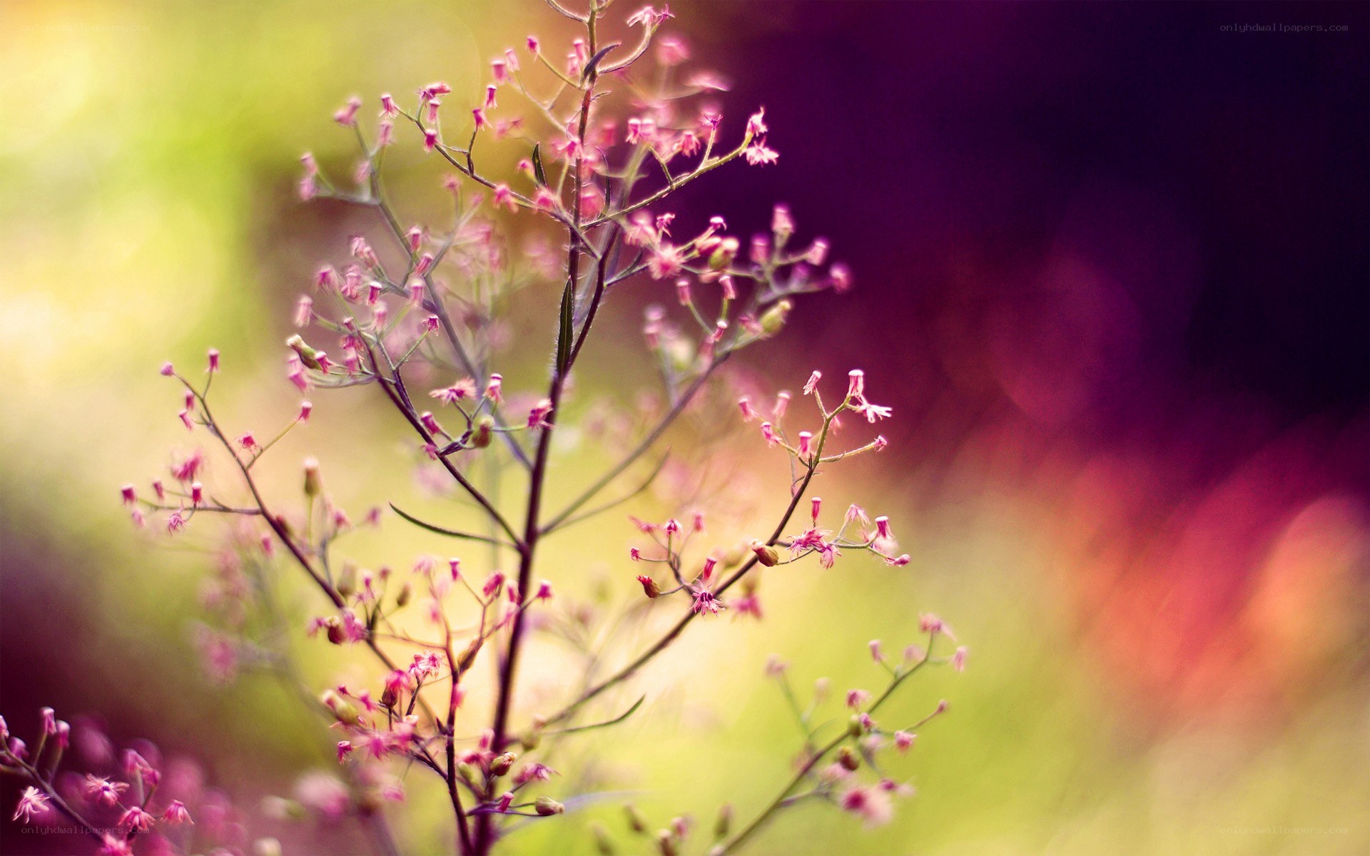 Pink flowers in soft focus