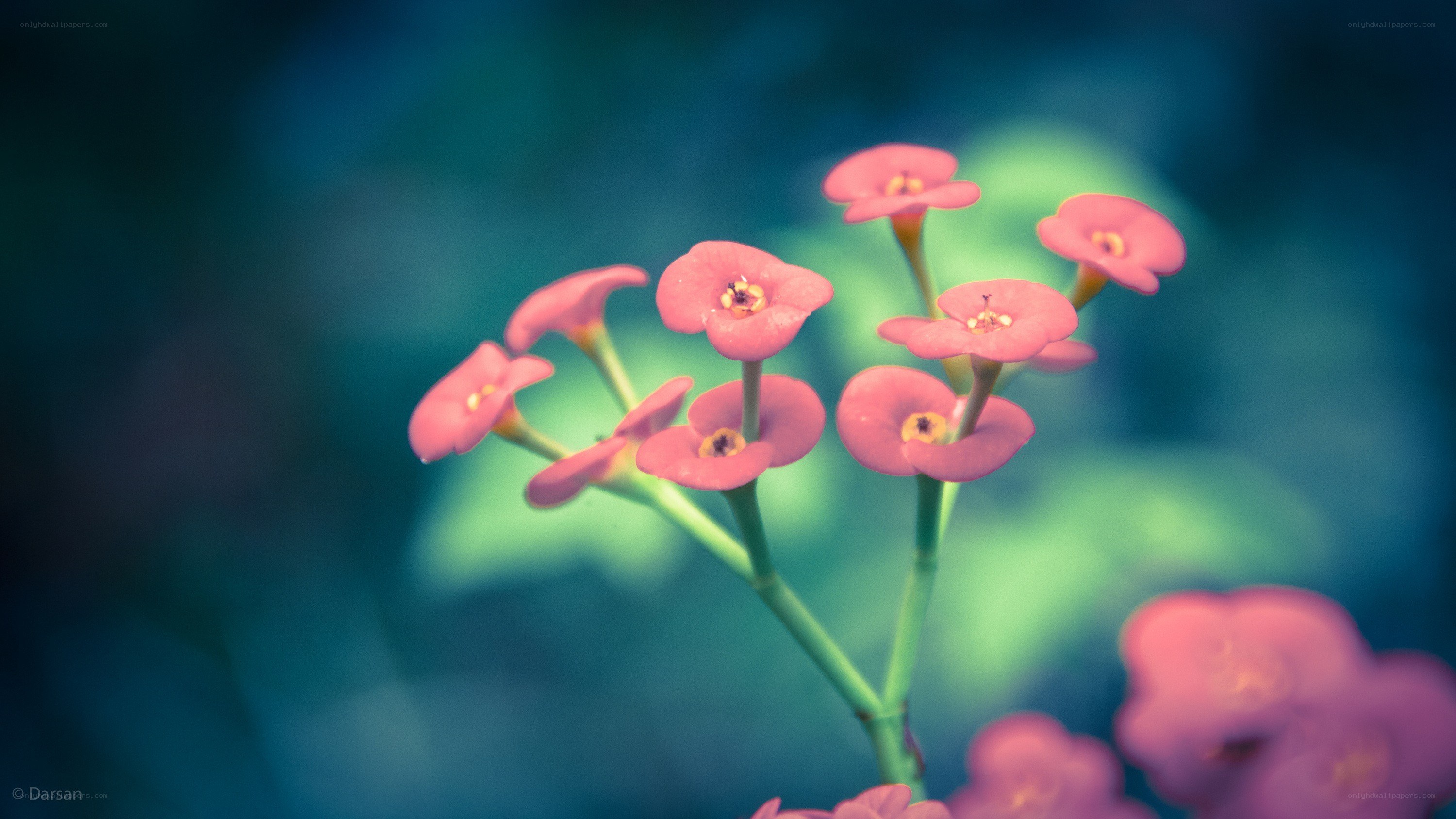 Pink flowers in soft focus