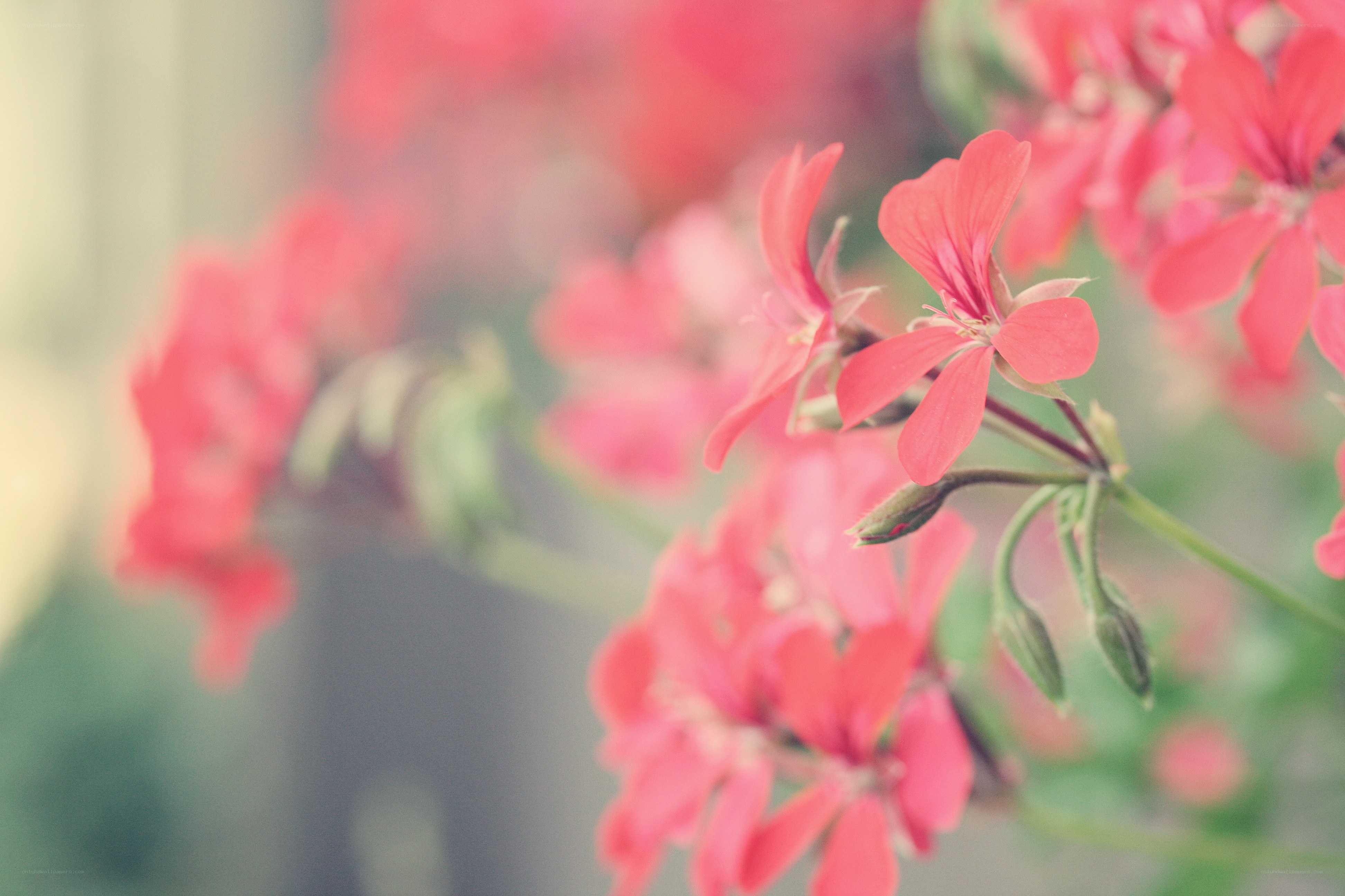 Pink flowers in soft focus