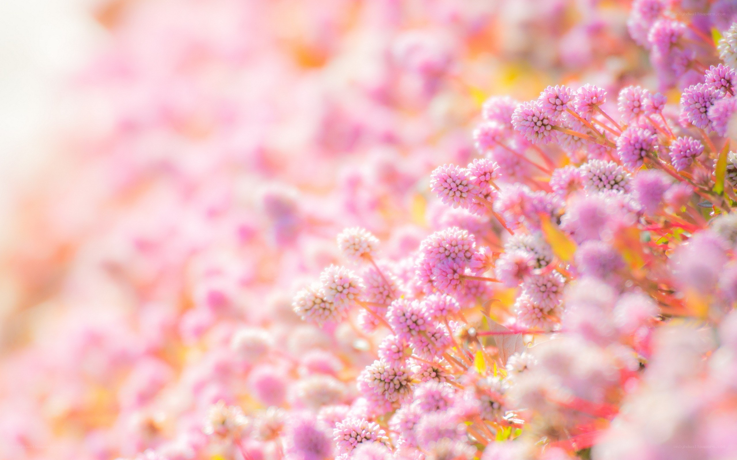 pink flowers in soft focus