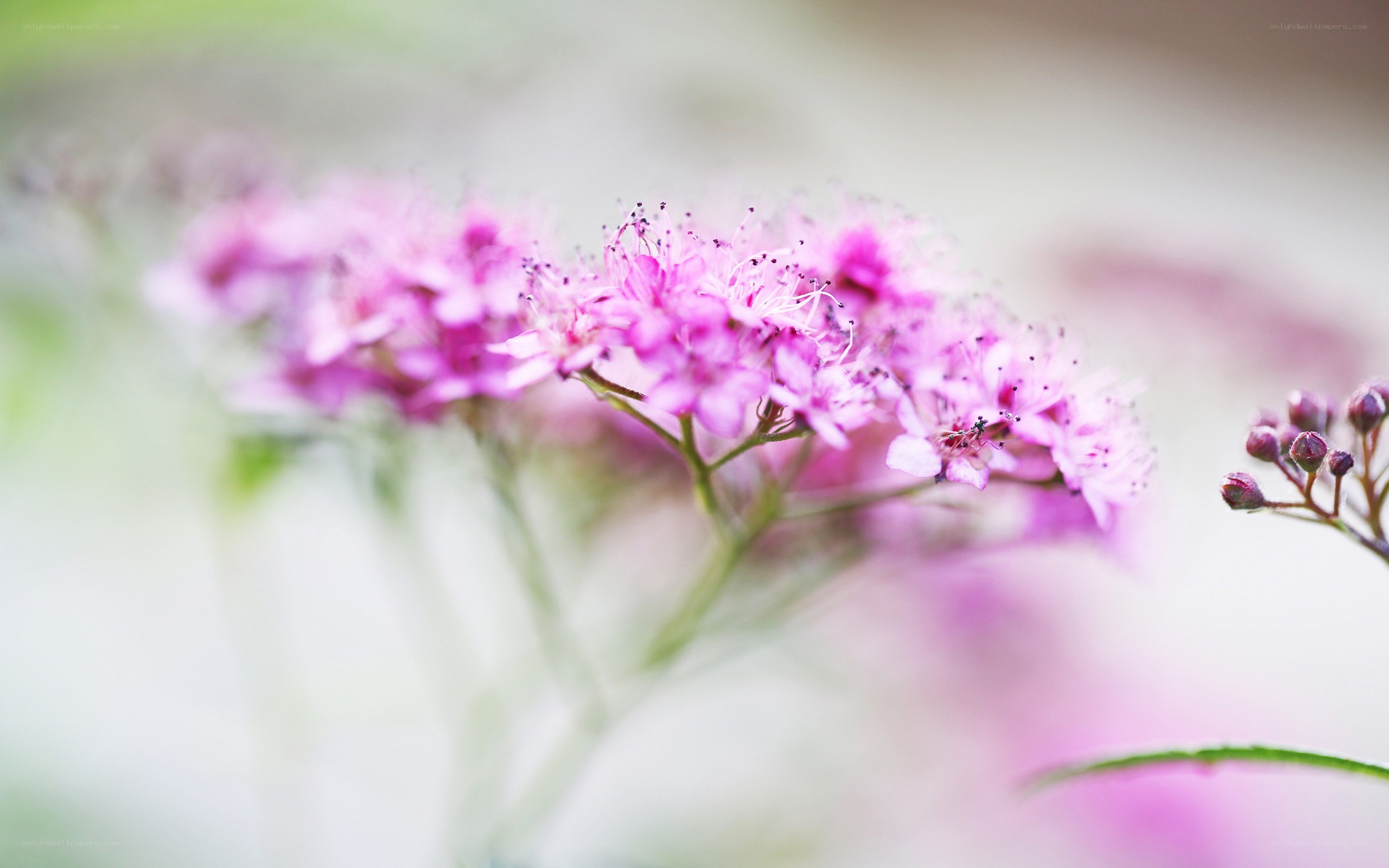 Pink flowers in soft focus