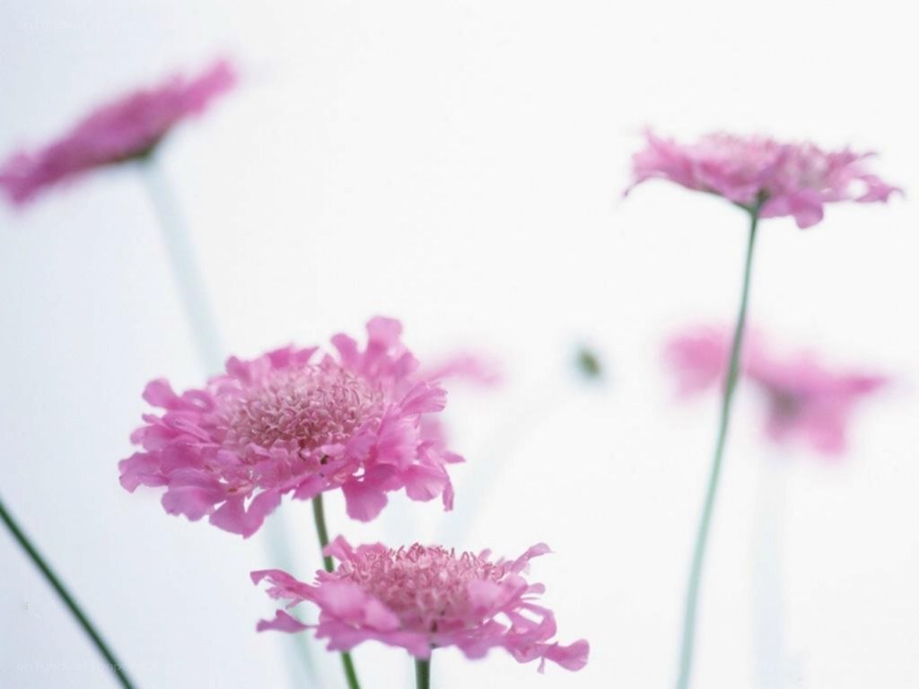 Pink flowers in soft focus