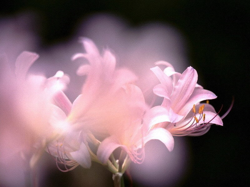 Pink flowers in soft focus