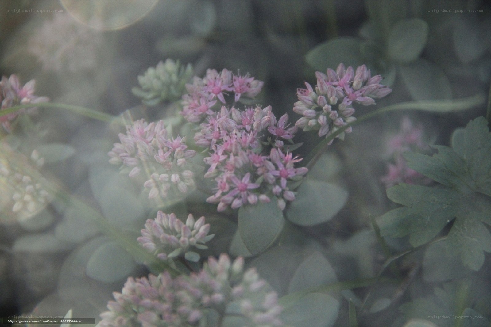 Pink flowers in soft focus