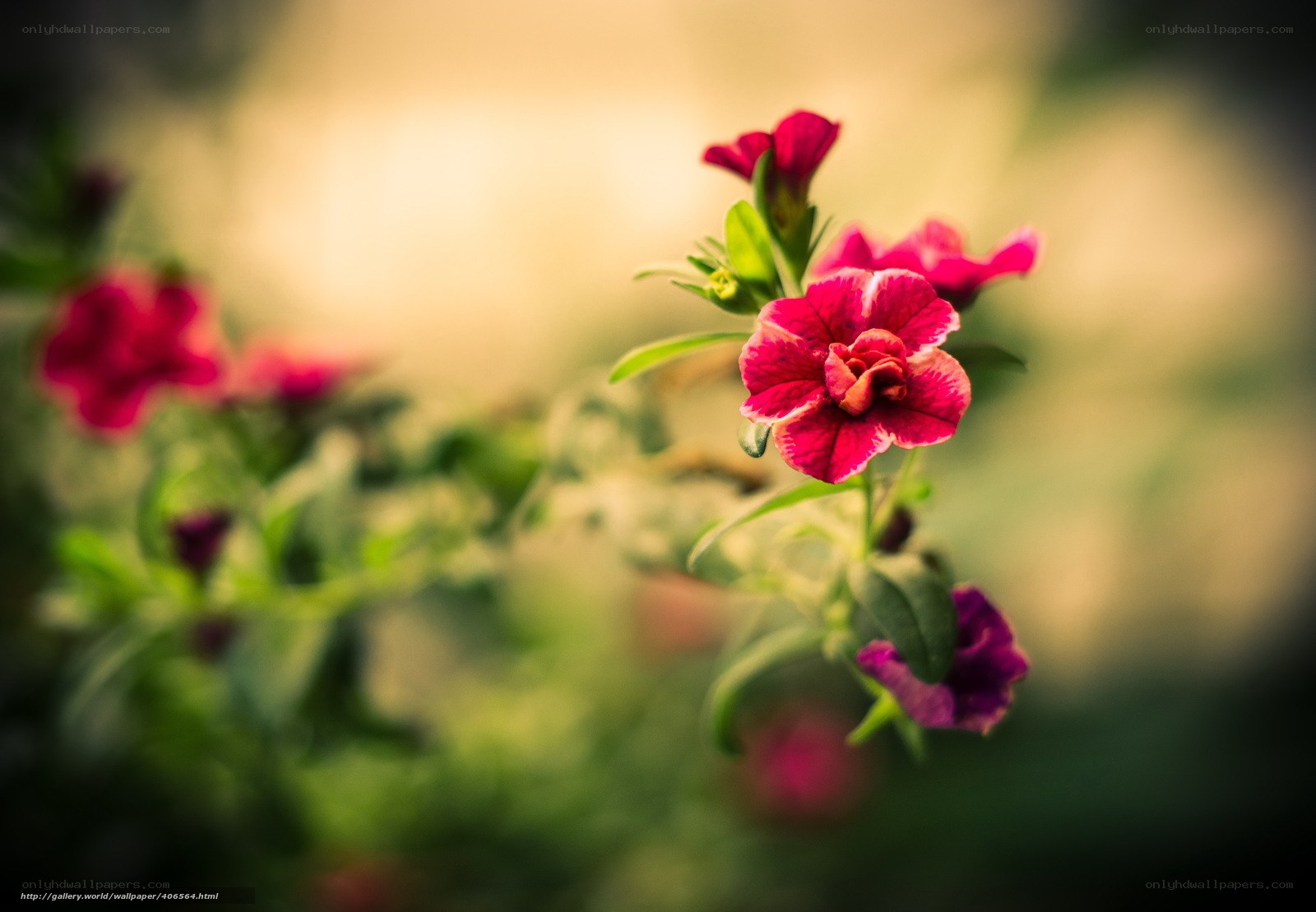 Pink flowers in soft focus
