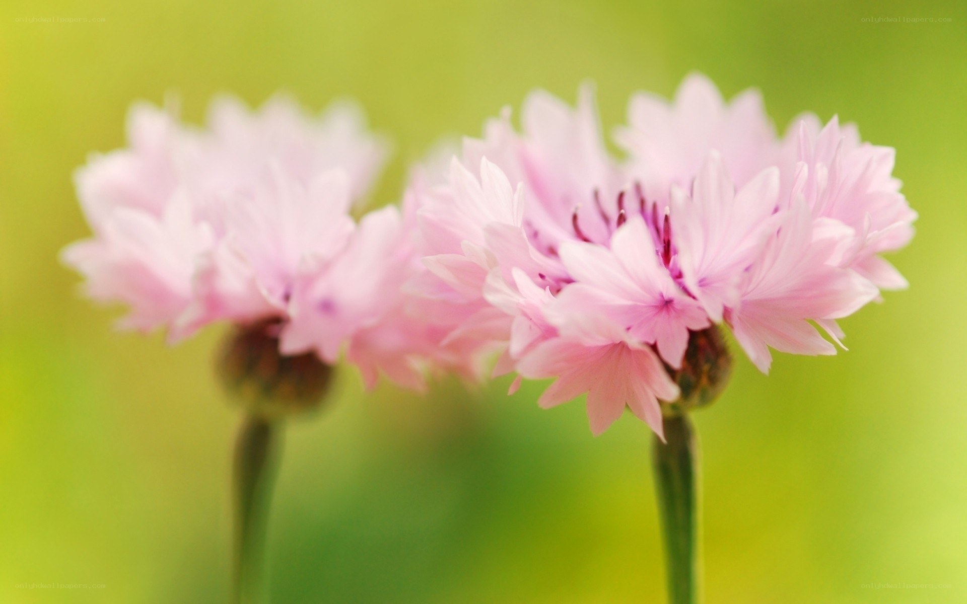 Pink flowers in soft focus
