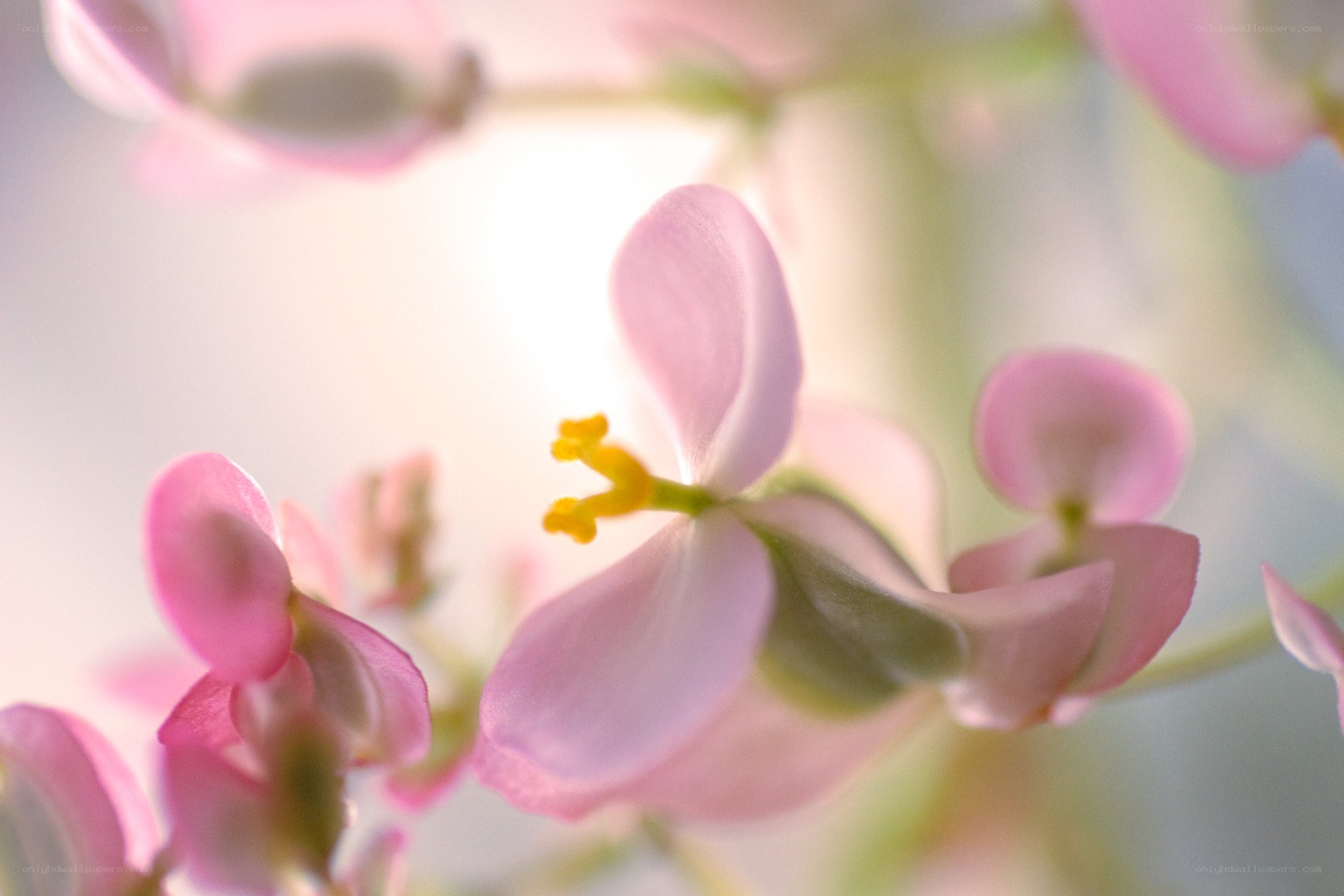 Pink flowers in soft light