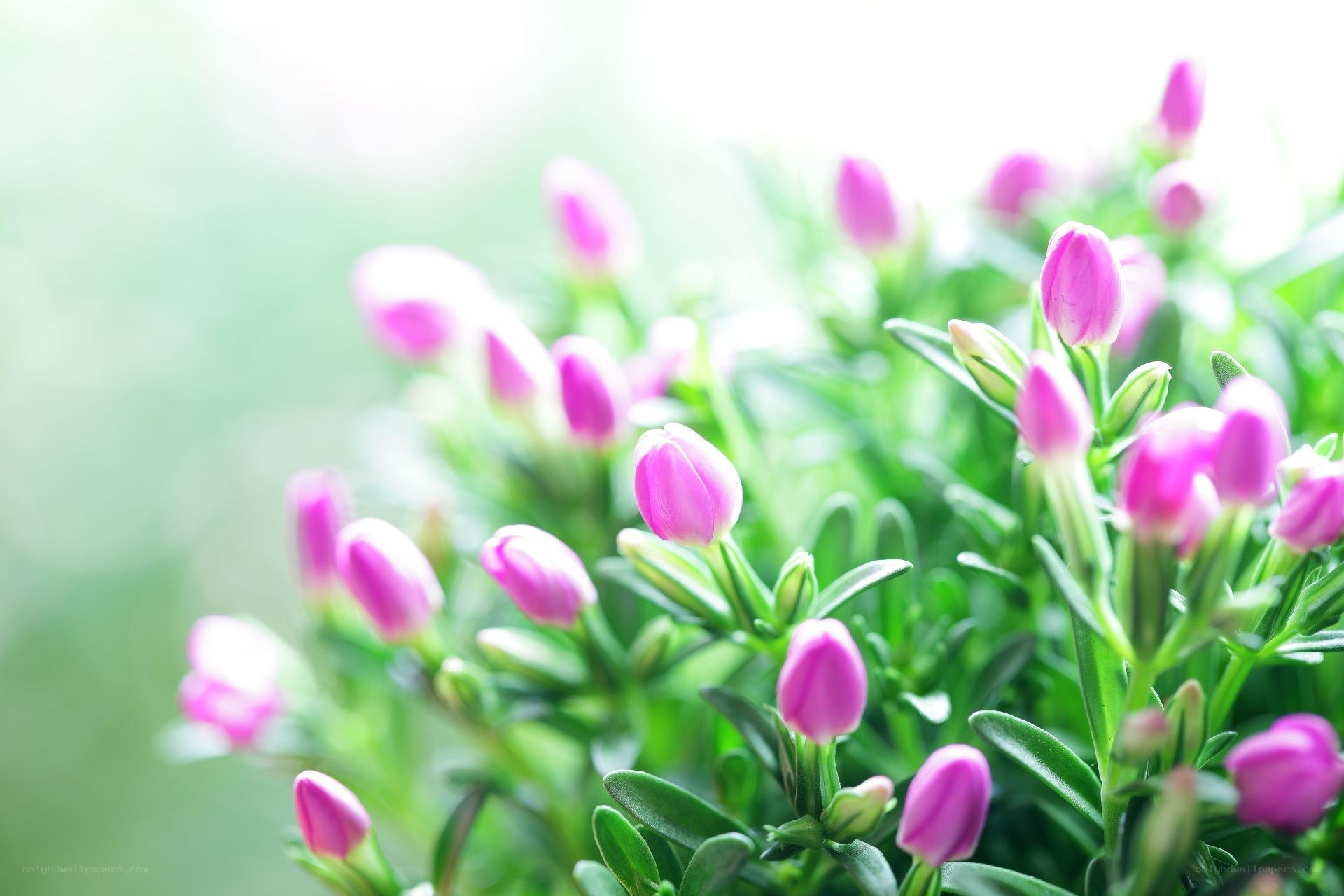 Pink flowers in soft light