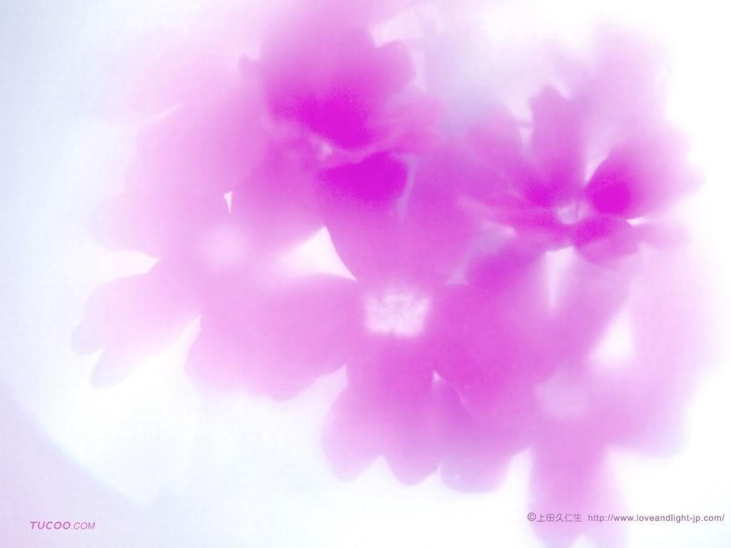 Pink flowers in soft light