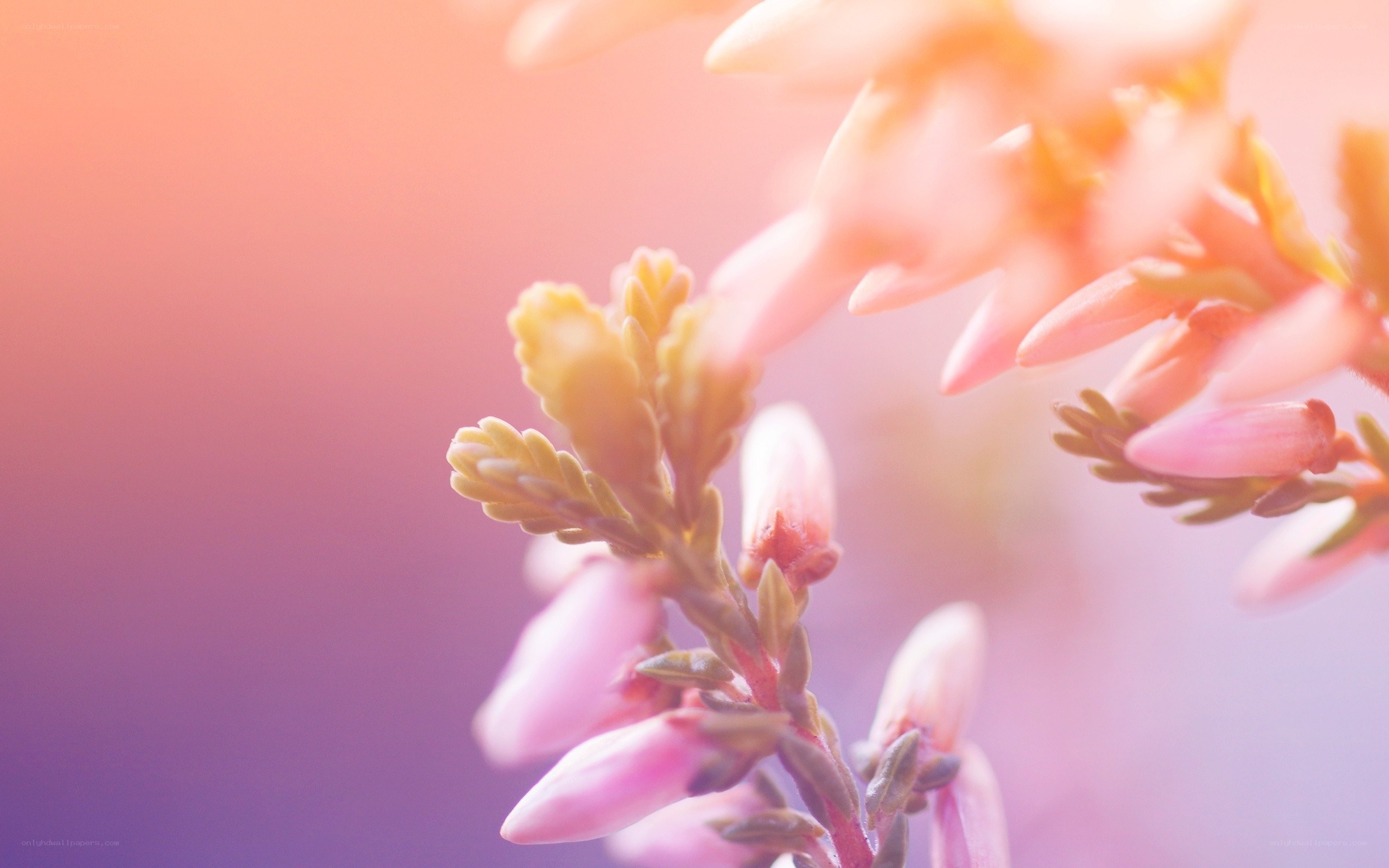 Pink flowers in soft light
