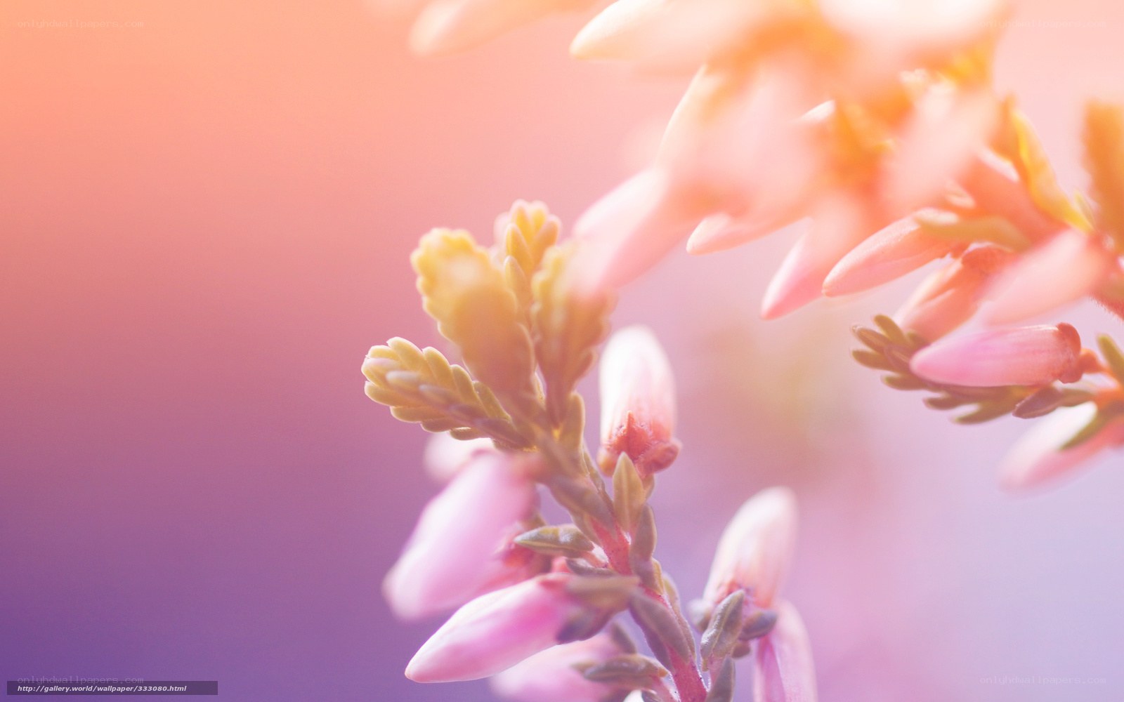 Pink flowers in soft light
