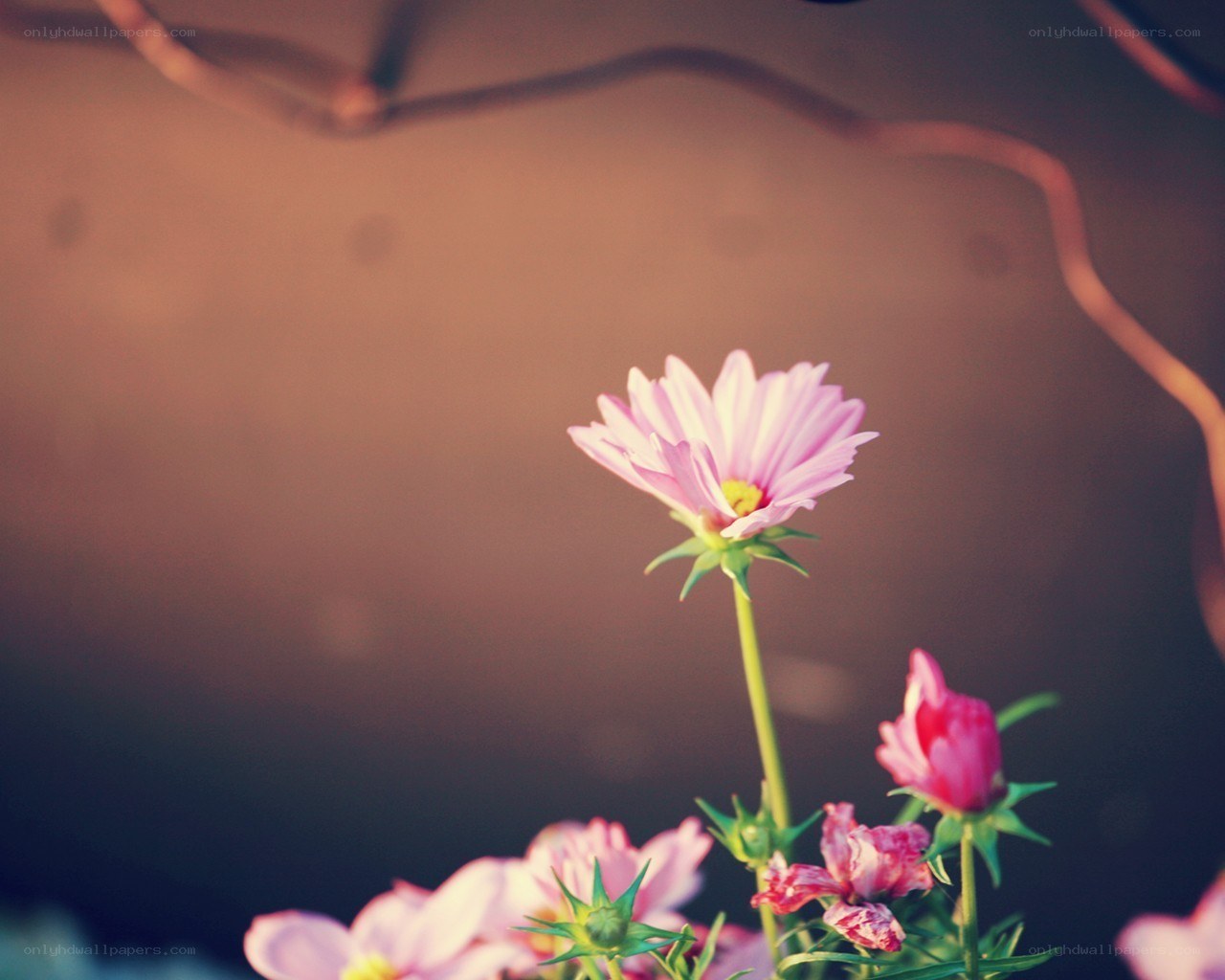 Pink flowers in soft light