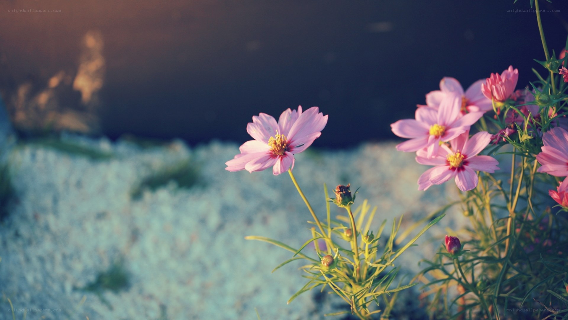 Pink flowers in soft light