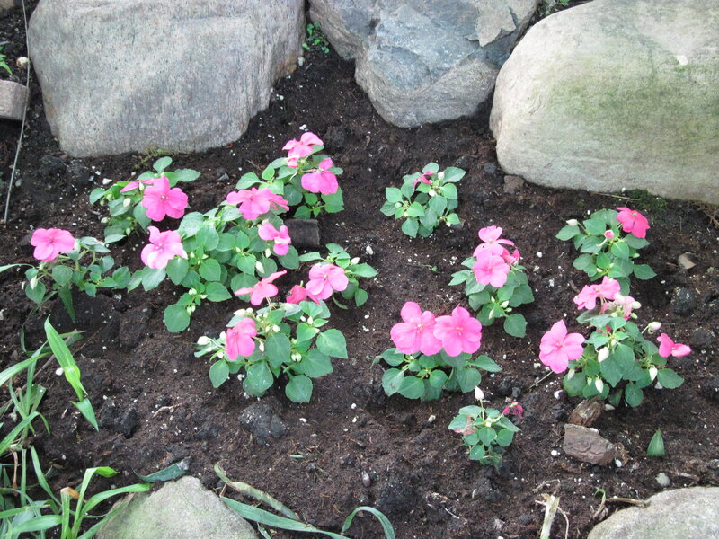 Pink Flowers in Soil — Calm