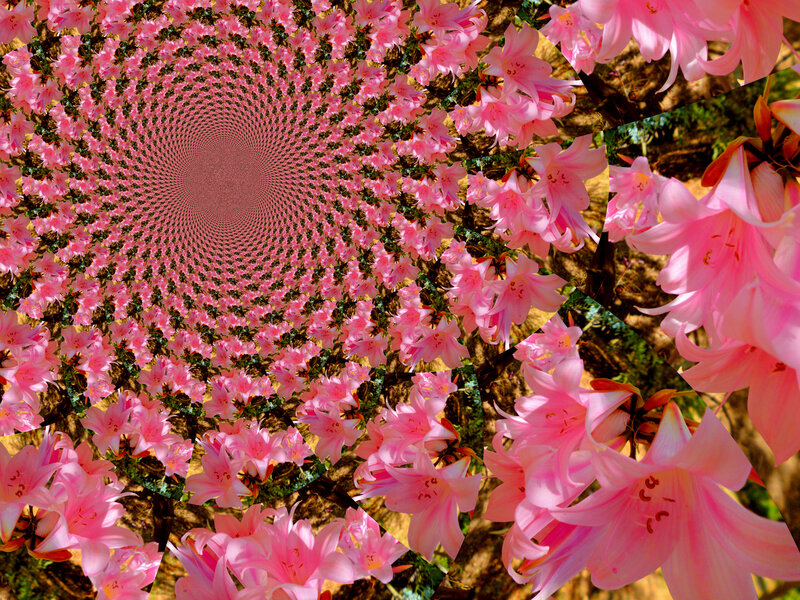 Pink Flowers in Spiral — Hypnotic