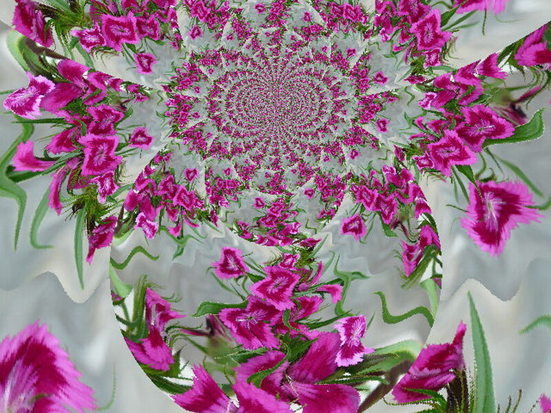 Pink Flowers in Spiral