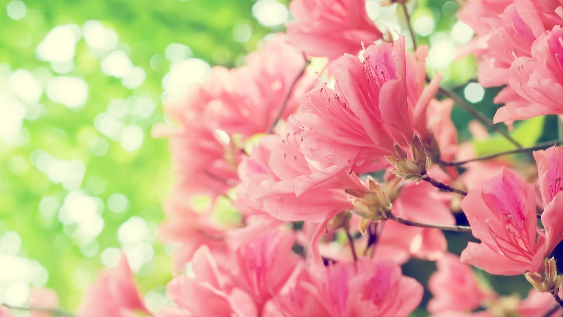 Pink flowers in spring