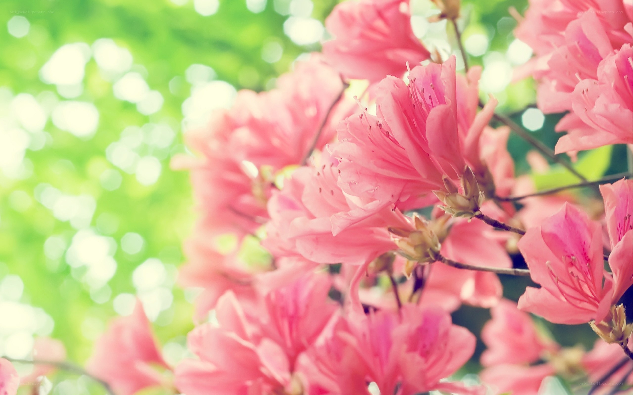Pink flowers in spring