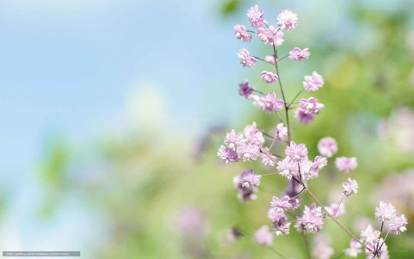 Pink flowers in spring