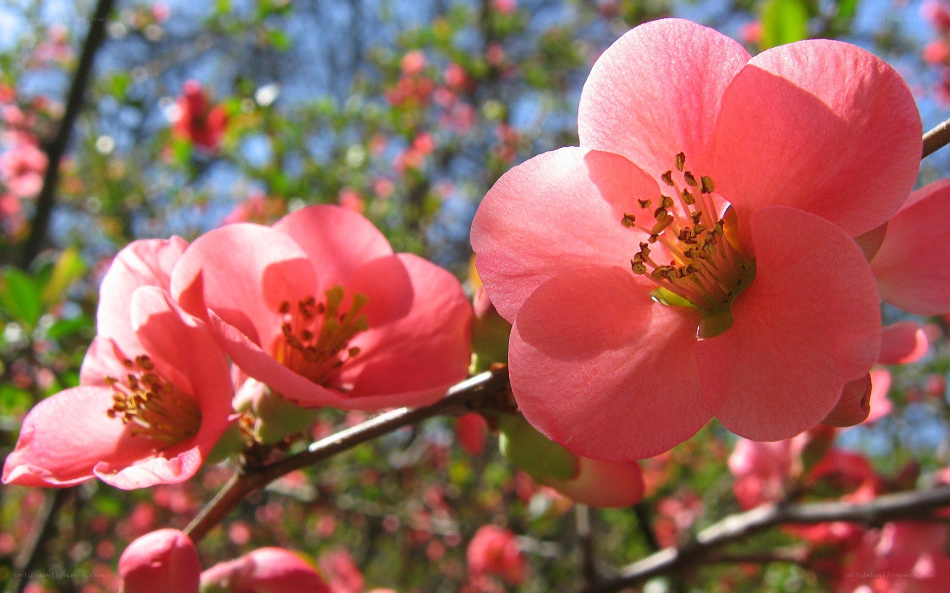 Pink flowers in spring bloom