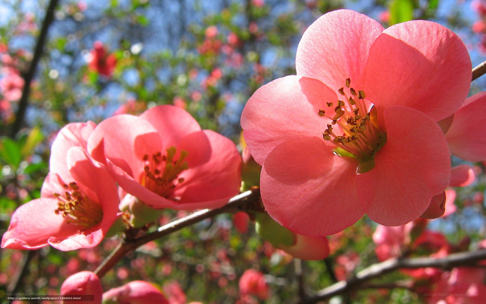 Pink flowers in spring