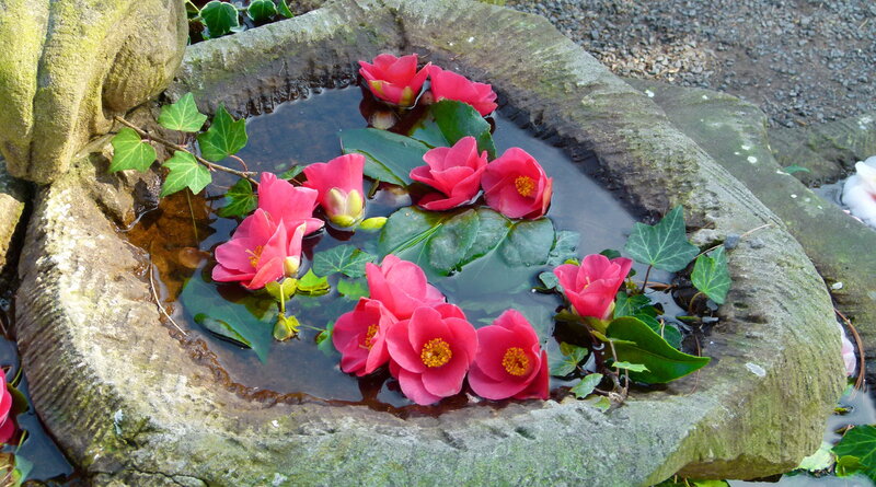 Pink Flowers in Stone Basin