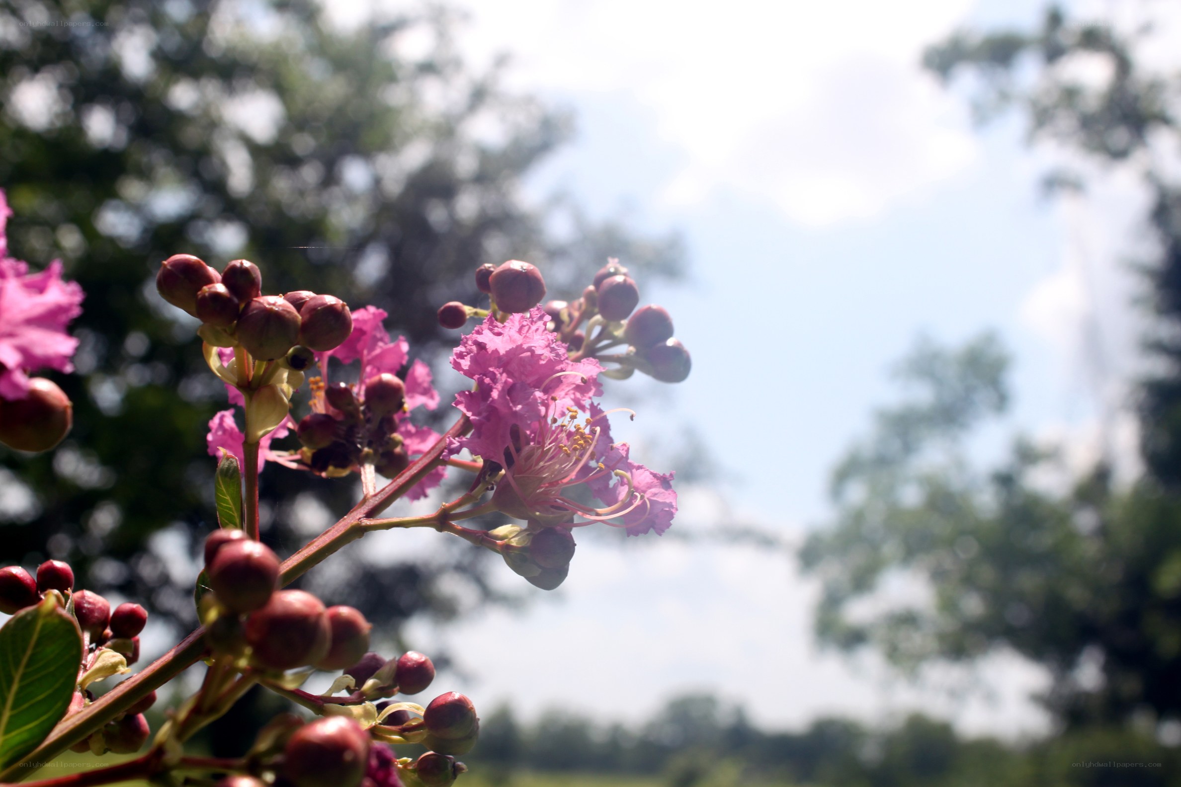 Pink flowers in sunlight