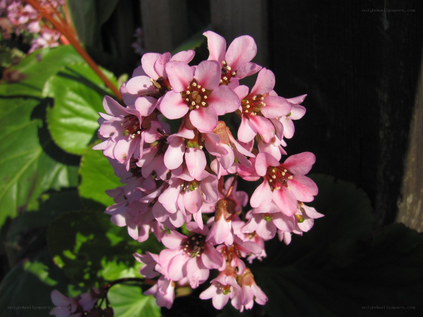 Pink flowers in sunlight