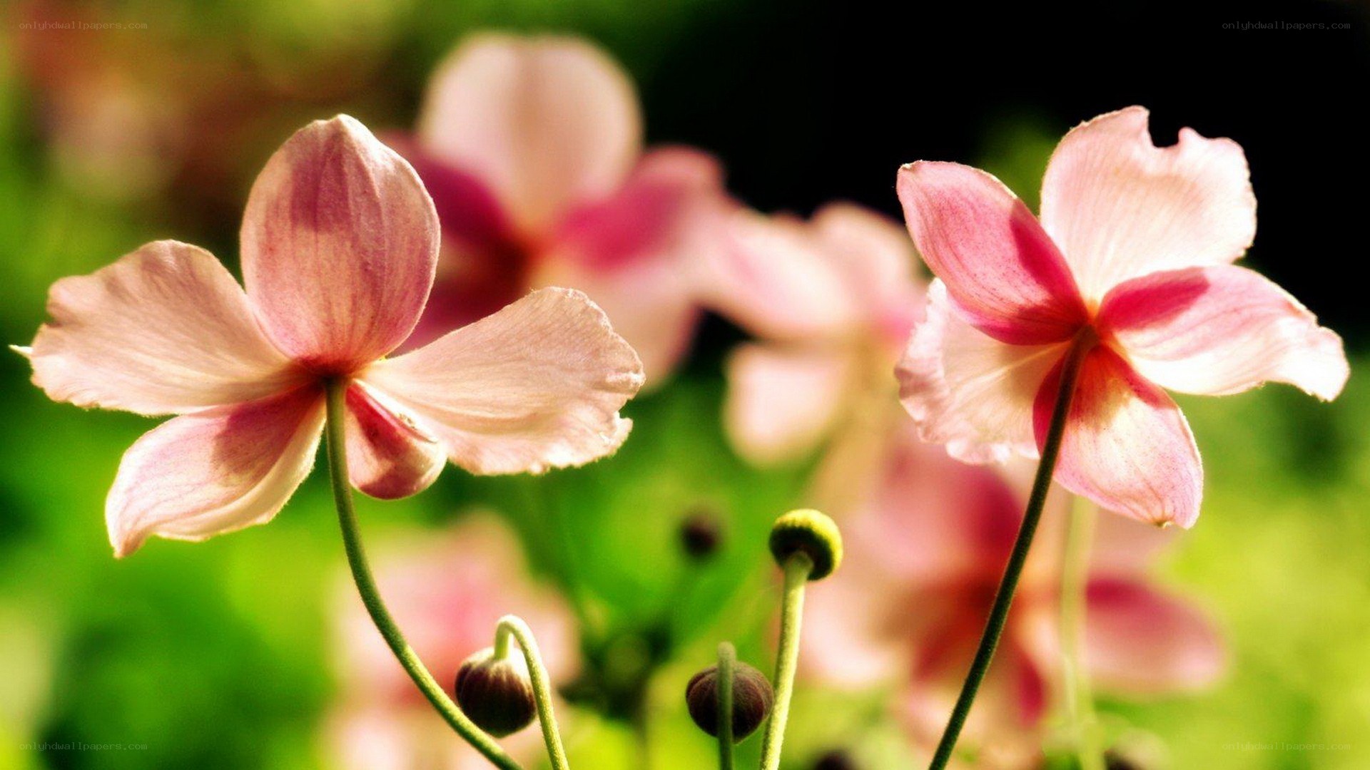 Pink flowers in sunlight
