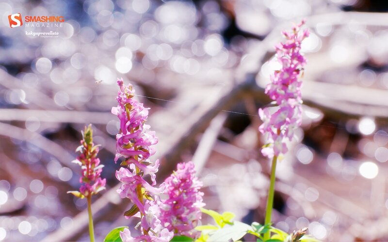 Pink flowers in sunlight