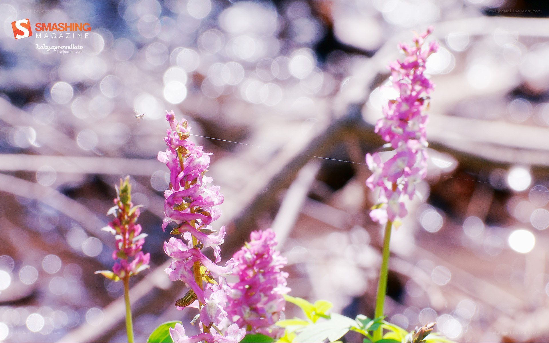Pink flowers in sunlight
