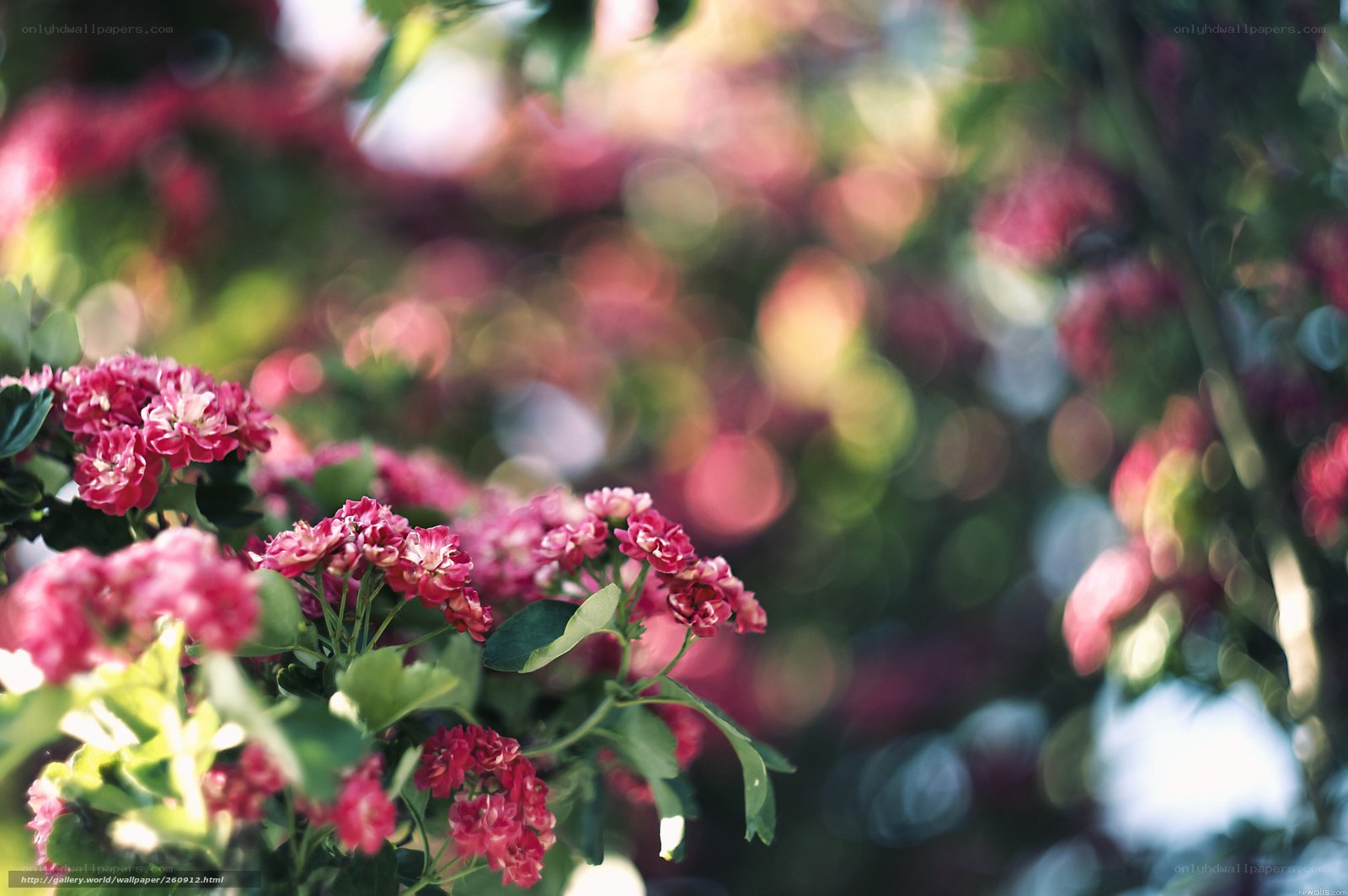 Pink flowers in sunlight