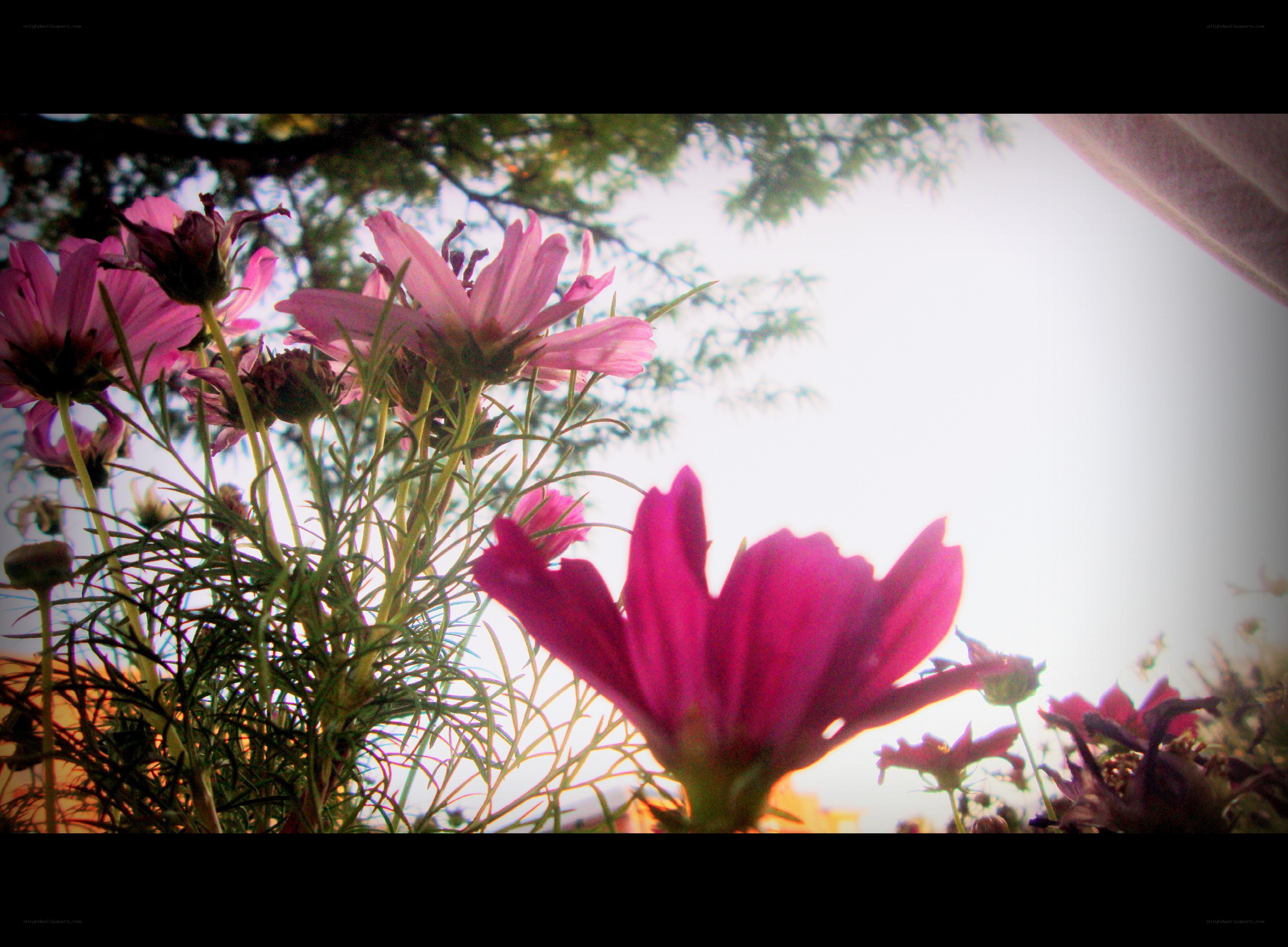 Pink flowers in sunlight