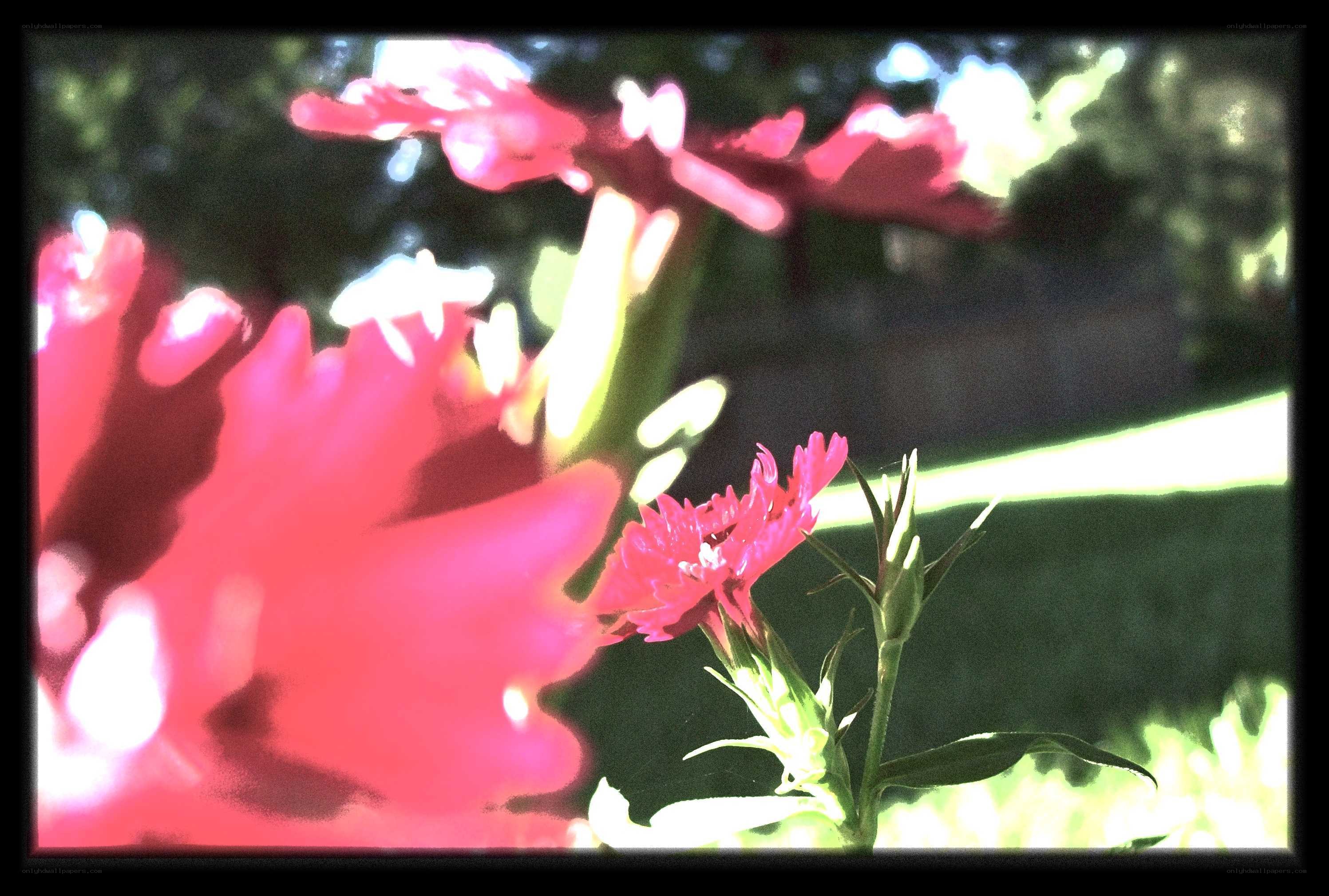 Pink flowers in sunlight