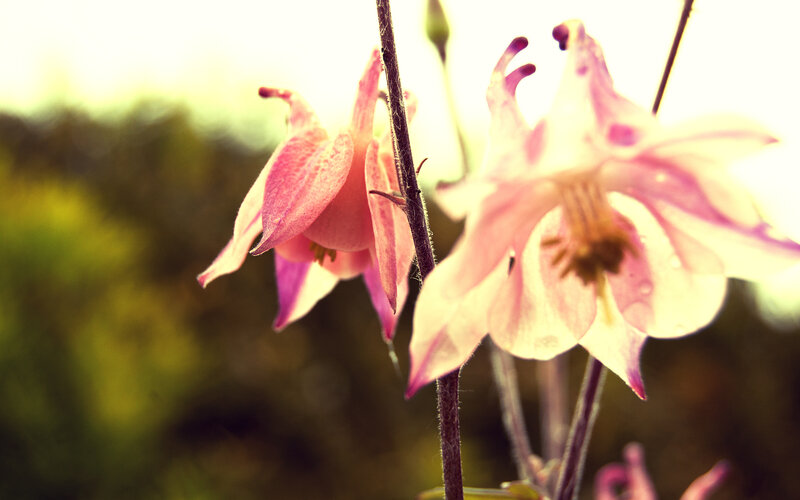 Pink flowers in sunlight