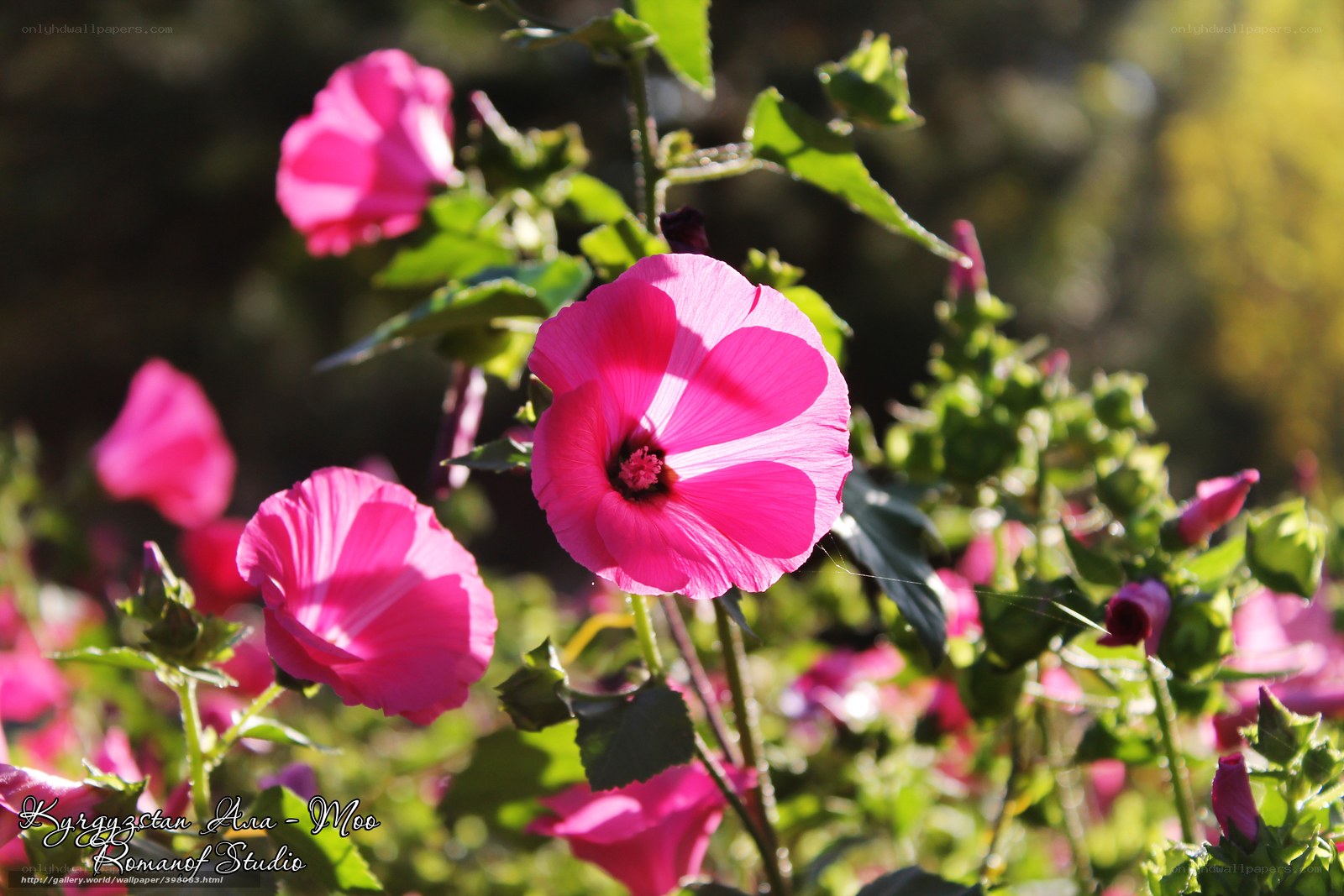 Pink flowers in sunlight