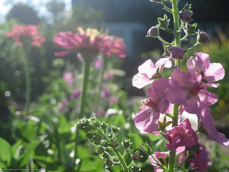 Pink flowers in sunlight