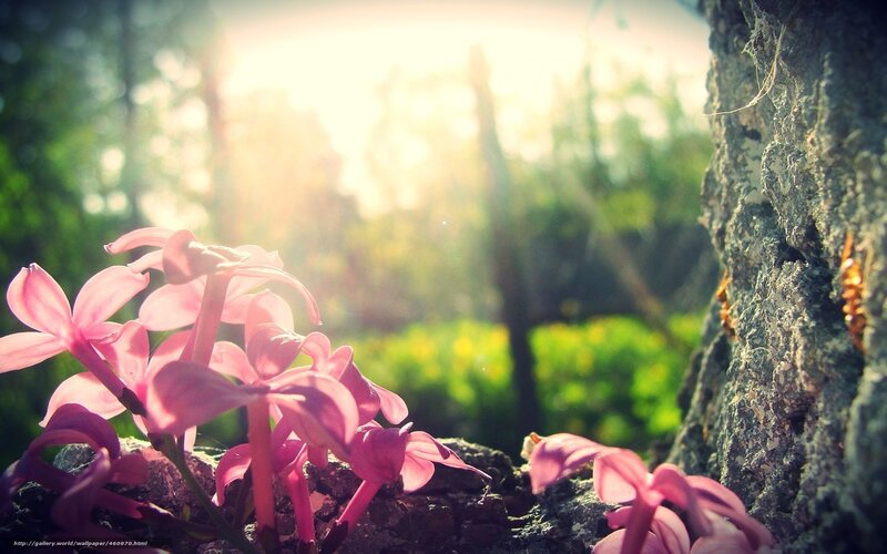Pink flowers in sunlight