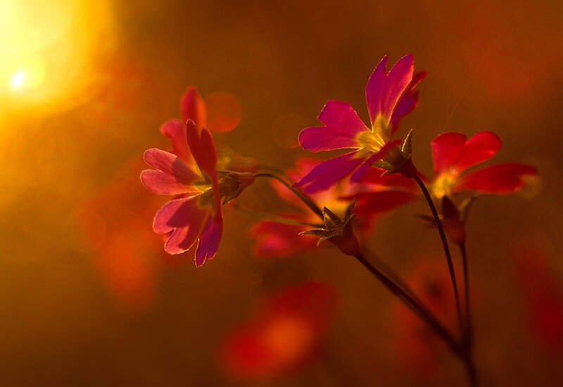 Pink Flowers in Sunlight — Red