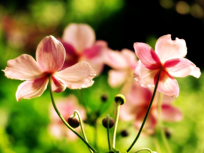 Pink Flowers in Sunlight — Serene, Afternoon, Photograph, Green Stems