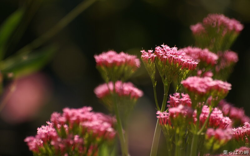 Pink Flowers in Sunlight — Serene, Afternoon