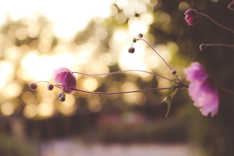 Pink Flowers in Sunlight — Serene, Sunset