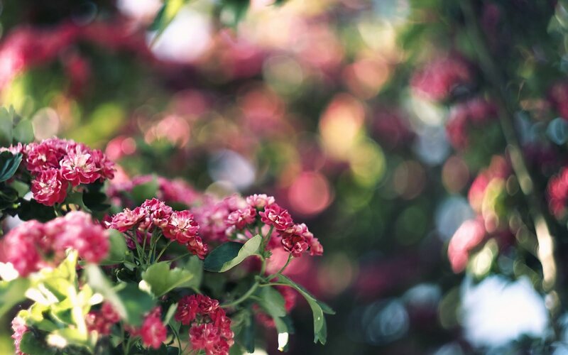 Pink Flowers in Sunlight — Serene