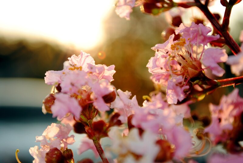 Pink flowers in sunset light