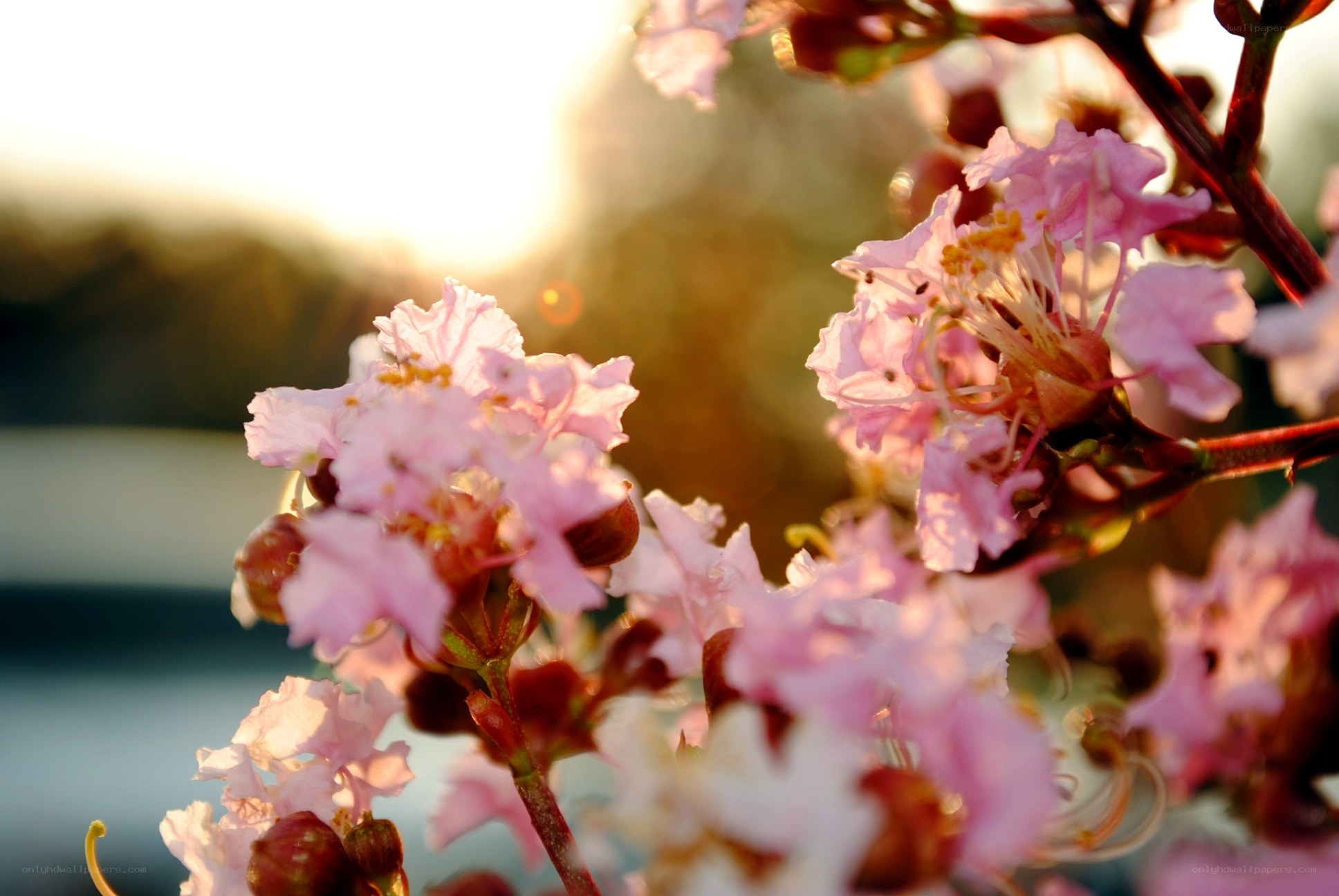 Pink flowers in sunset light
