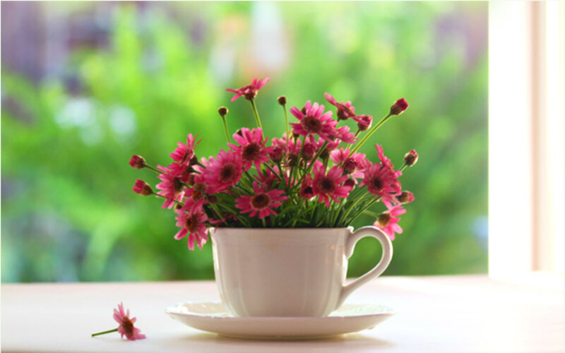 Pink Flowers in Teacup — Serene, Morning