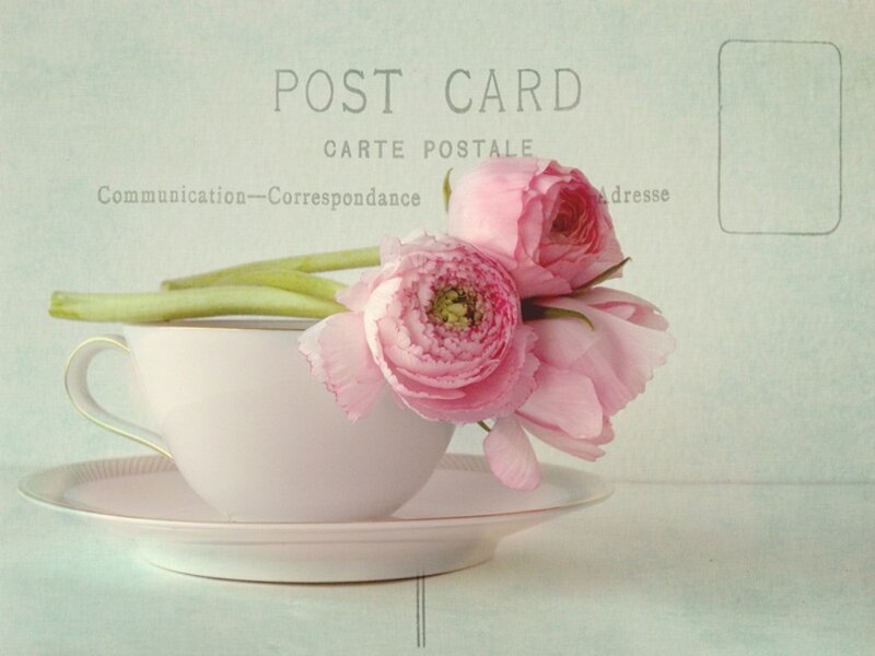 Pink Flowers in Teacup — Serene, Photograph, Saucer