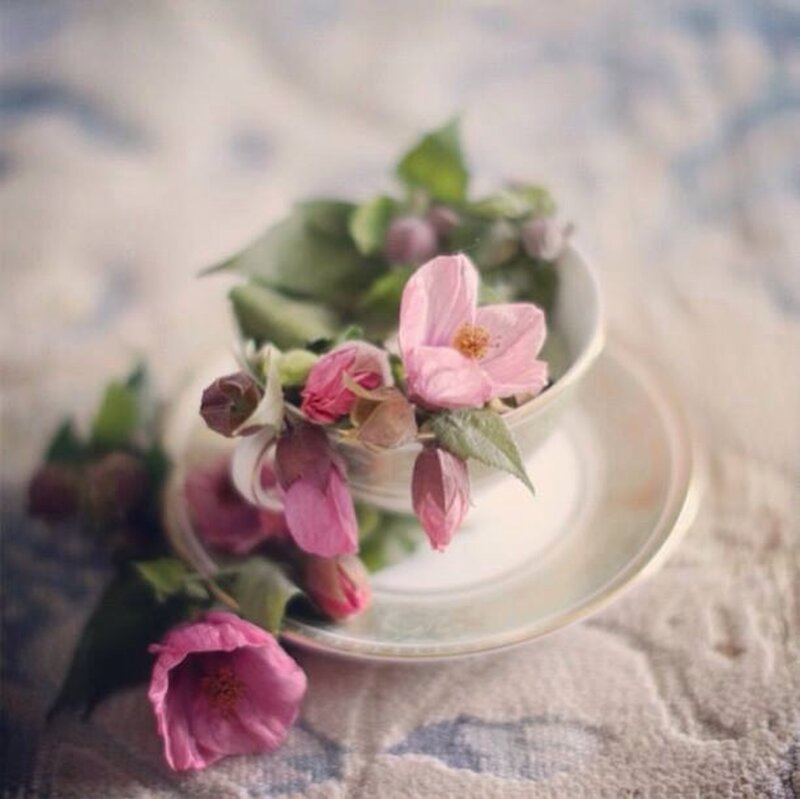 Pink Flowers in Teacup — Serene, Spring